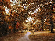 Golden Path #2 Photograph by Jessica Jenney