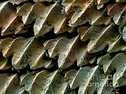 Great Hammerhead Shark Skin, Sem #2 Photograph by Ted Kinsman