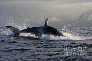 Great White Shark #2 Photograph by Jean-Louis Klein & Marie-Luce Hubert Great White Shark #2 Photograph by Jean-Louis Klein & Marie-Luce Hubert