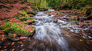 Harden Beck #2 Photograph by Mariusz Talarek