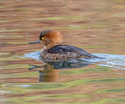 Hooded Merganser #2 Photograph by Jerry Cahill