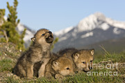 Howling Wolf Cub #2 Photograph by Jean-Louis Klein & Marie-Luce Hubert