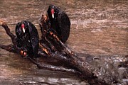 2 Hulking Vultures Mixed Media by Roger Swezey