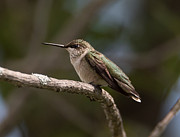 Hummingbird #10 Photograph by Holden The Moment