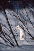 Long-tailed Weasel Mustela Frenata #2 Photograph by Michael Quinton Long-tailed Weasel Mustela Frenata #2 Photograph by Michael Quinton