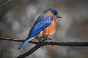 Male Eastern Bluebird #2 Photograph by Robert L Jackson Male Eastern Bluebird #2 Photograph by Robert L Jackson