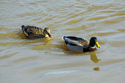 Mallard Ducks On The Water Photograph by Holden The Moment Mallard Ducks On The Water Photograph by Holden The Moment