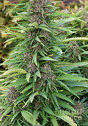 Medicinal Marijuana Growing #2 Photograph by Inga Spence Medicinal Marijuana Growing #2 Photograph by Inga Spence