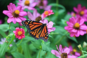 Monarch Butterfly #2 Photograph by Jill Lang