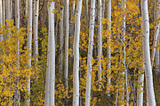Quaking Aspens in Autumn #2 Photograph by Yva Momatiuk John Eastcott Quaking Aspens in Autumn #2 Photograph by Yva Momatiuk John Eastcott