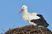 Stork on a nest #2 Photograph by Nick Biemans