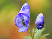 Wolf's bane flower #3 Photograph by Nick Biemans