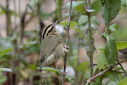 Worm Eating Warbler #3 Photograph by Jim E Johnson