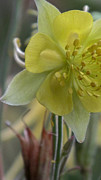 Yellow Flower 4 #2 Photograph by Christy Garavetto Yellow Flower 4 #2 Photograph by Christy Garavetto