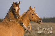 Young Mustangs Playing #2 Photograph by Jean-Louis Klein & Marie-Luce Hubert