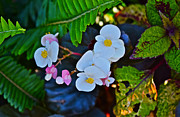 2015 Early September at the Garden Begonias Photograph by Janis Senungetuk