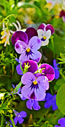 2015 Summer's Eve at the Garden Pansy Totem Photograph by Janis Senungetuk