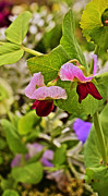 2015 Summer's Eve at the Garden Sweet Pea 2 Photograph by Janis Senungetuk