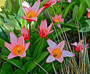 2016 Acewood Tulips 2 Photograph by Janis Senungetuk