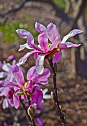 2016 Early Spring Loebner Magnolias 3 Photograph by Janis Senungetuk