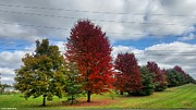 2016 Fall Photograph by Yazid Ismail