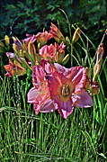 2016 July Garden Daylilies 2 Photograph by Janis Senungetuk