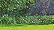 2017 Backyard Visitors 2 Photograph by Janis Senungetuk