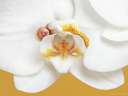 Mia in a Moth Orchid Photograph by Anne Geddes