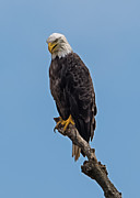 Bald Eagle #3 Photograph by Holden The Moment Bald Eagle #3 Photograph by Holden The Moment