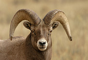Bighorn #3 Photograph by Ronnie And Frances Howard