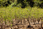 Coca Plantation Erythroxylum Coca #3 Photograph by Gerard Lacz Coca Plantation Erythroxylum Coca #3 Photograph by Gerard Lacz