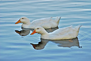 3- Ducks Photograph by Joseph Keane 3- Ducks Photograph by Joseph Keane