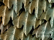Great Hammerhead Shark Skin, Sem #3 Photograph by Ted Kinsman
