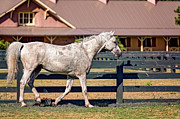 Horses in Hilton Head Island #3 Photograph by Peter Lakomy
