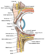 Illustration Of Eye Anatomy #3 Photograph by Science Source
