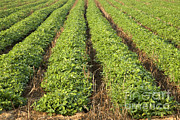No Till Peanut Field #3 Photograph by Inga Spence