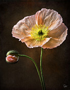 Poppy #3 Photograph by Endre Balogh Poppy #3 Photograph by Endre Balogh