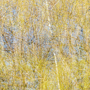Spring Season - Inspired by Jackson Pollock #2 Photograph by Shankar Adiseshan