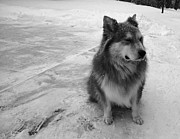 The Wonder Dog #3 Photograph by Brad Nellis