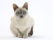 Tonkinese Cat #3 Photograph by Jean-Michel Labat