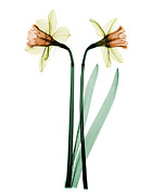 X-ray Of Daffodil Flower #2 Photograph by Ted Kinsman X-ray Of Daffodil Flower #2 Photograph by Ted Kinsman