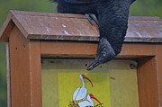 32- Vulture In Love Photograph by Joseph Keane