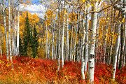 Rocky Mountain Fall #34 Photograph by Mark Smith