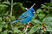 Indigo Bunting #4 Photograph by Anthony Mercieca Indigo Bunting #4 Photograph by Anthony Mercieca