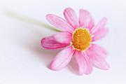 Pink Aster flower #4 Photograph by Nick Biemans