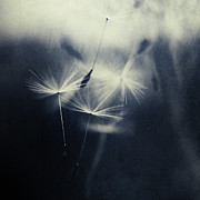 Whispers in the dark 5 Photograph by Priska Wettstein Whispers in the dark 5 Photograph by Priska Wettstein