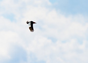 Red-Headed Woodpecker #4 Photograph by Holden The Moment