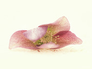 Hellebore Bud Photograph by Anne Geddes