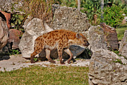 47- Spotted Hyena Photograph by Joseph Keane