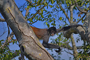 48- Capuchin Monkey Photograph by Joseph Keane